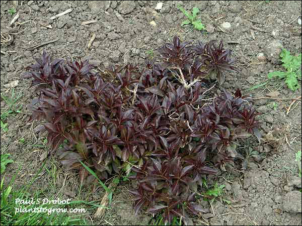 A small 1 year plants Midnight Wine in my garden. It has only sporadically flowered for me.